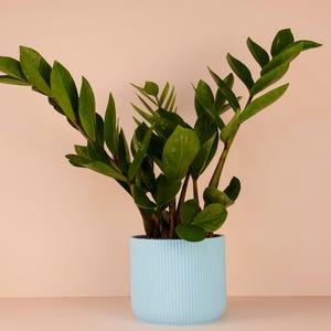 May include: A ZZ plant with bright green leaves in a pale blue, vertically-lined ceramic pot. The plant is set against a soft pink backdrop, creating a minimalist aesthetic. The plant's leaves are glossy and full.
