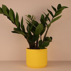 Könnte beinhalten: Eine ZZ-Pflanze mit dunkelgrünen Blättern in einem leuchtend gelben, vertikal gerippten Topf. Die Pflanze ist zentriert, wobei sich die Blätter aus dem Topf wölben. Der Hintergrund ist eine neutrale, helle Farbe.