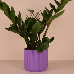 Puede incluir: Una planta ZZ en una maceta morada con estrías verticales. La planta tiene múltiples tallos con hojas verdes oscuras y brillantes. La maceta es de color morado claro sólido y se asienta sobre una superficie blanca contra un fondo rosa claro.