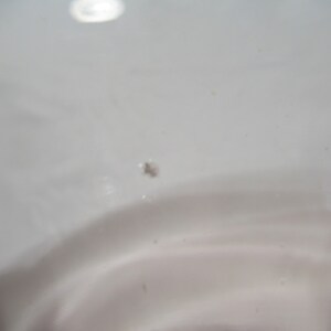 May include: A close-up of a white surface with a small speck of dirt.