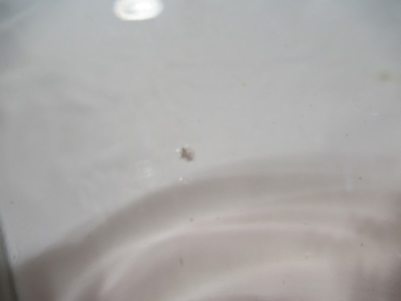 May include: A close-up of a white surface with a small speck of dirt.
