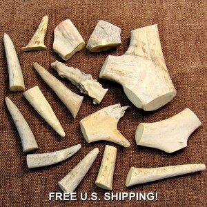 May include: A collection of various-sized, off-white antler pieces, some with a light brown hue, arranged on a brown textured surface. The pieces vary in shape, including pointed tips and larger, more complex sections. The text "FREE U.S. SHIPPING!" is at the bottom.