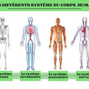 Può includere: Un diagramma educativo che illustra i sistemi del corpo umano. L'immagine mostra un sistema scheletrico, un sistema circolatorio, un sistema muscolare e un sistema nervoso, ciascuno etichettato in francese. Il titolo in alto recita "LES DIFFÉRENTS SYSTÈME DU CORPS HUMAIN."
