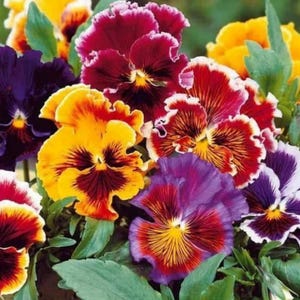 Ruffle Pansy Seeds | Viola Flower, Heirloom, Open Pollinated Garden Plants