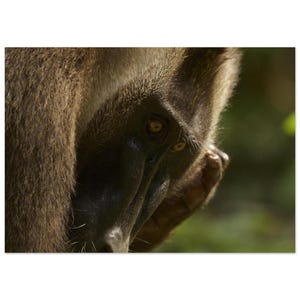 May include: A close-up view of a primate with dense, textured brown fur covering its body. The face features a smooth, dark, elongated muzzle and prominent, alert eyes with a golden-brown iris, capturing a focused and observant expression.