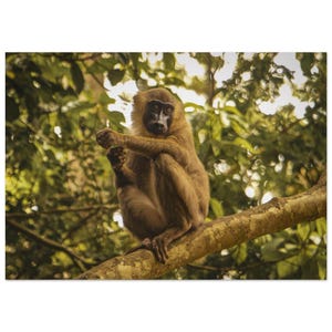 May include: A brown monkey with a dark face and dark hands sits perched on a thick tree branch. The monkey has light brown fur covering its body and limbs, with a distinct dark, smooth facial area and dark, slender fingers visible on its limbs.