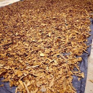 ボアカンガアフリカーナ　60g ボアカンガ・アフリカーナの種 - マルシェ青空