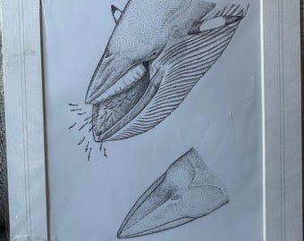 pen and ink drawing of a feeding minke whale, marine wildlife art illustration