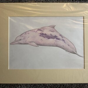 イルカの鉛筆画プリント｜ゲイリー・タイモンによるサイン入り野生動物