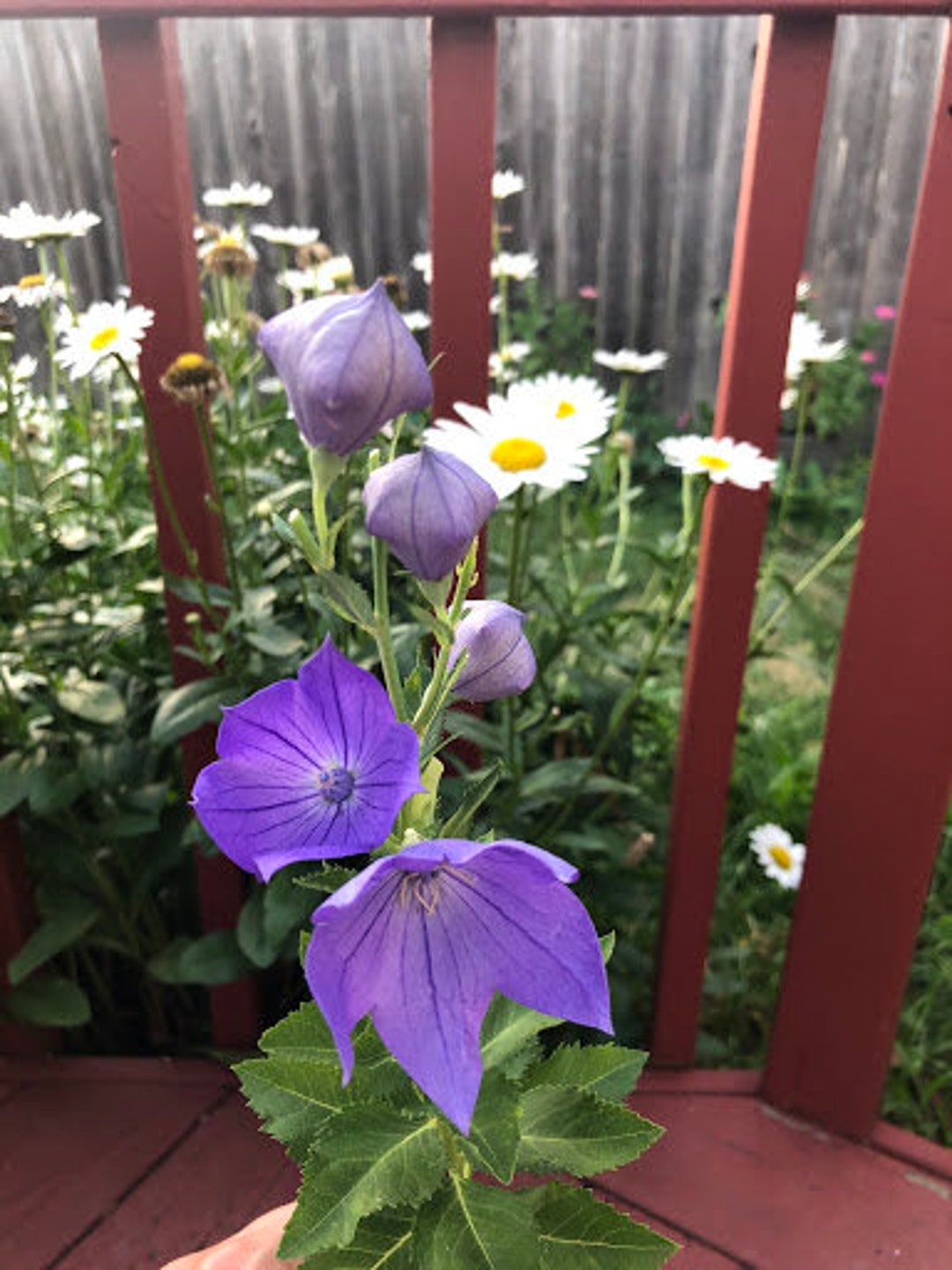 Balloon Flower Perennial Platycodon Grandiflora Edible Roots Medicinal Plant Winter Sow Free