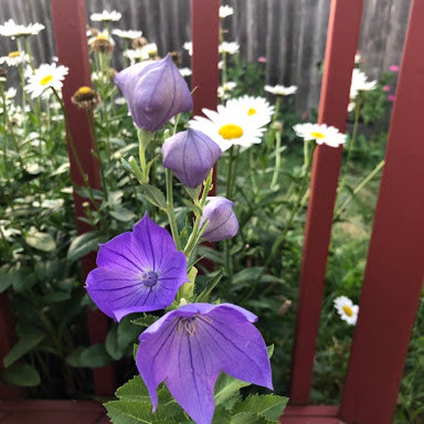 Balloon Flower- Perennial- Platycodon grandiflora - Edible Roots - Medicinal Plant- Winter Sow - Free Shipping