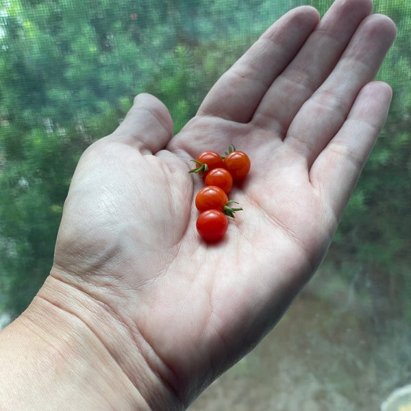 Spoon Tomato Seeds- Tiny Tomato - Heirloom Tomato - micro tomato- FREE SHIPPING