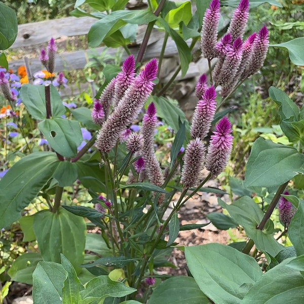 Celosia- purple - quail grass - pollinator friendly - cottage garden - free shipping