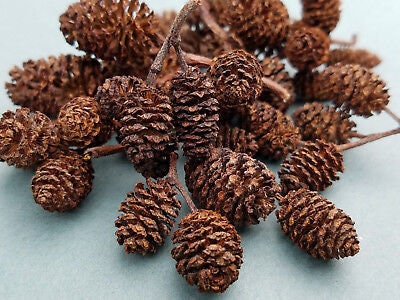 2 Sizes Rustic and Realistic Snow Covered Frosty Faux Pinecone Picks Size  Large or Small 