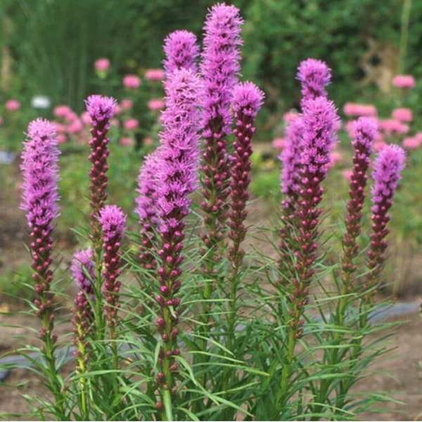 Gayfeather Seed - Blazing Star - Liatris - Perennial - Free Shipping