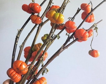 Pumpkin on a stick seeds - Pumpkin Tree - ornamental pumpkin - Great Germination Rates -  free shipping