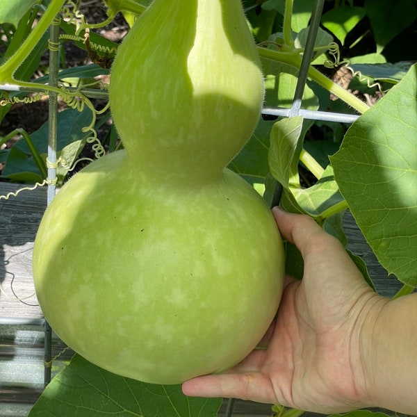 Bird House Gourd Seed-Gourd-Gourd Art- Trellis Gourd