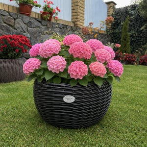 Peut inclure: Une jardinière ronde en osier noir remplie d'hortensias roses éclatants. La jardinière présente une petite étiquette ovale blanche sur le devant avec le texte "Meysternye Kashpo" imprimé en noir. La plante a des feuilles vertes et des fleurs.