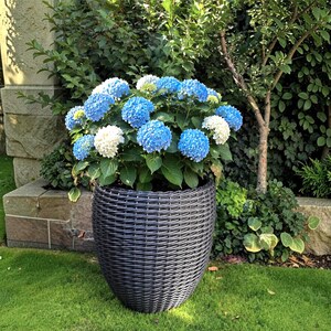 Può includere: Un grande vaso da fiori grigio scuro con una trama intrecciata contenente un vivace cespuglio di ortensie. La pianta presenta numerosi grappoli di fiori arrotondati nelle tonalità del blu brillante e del bianco, su foglie verde scuro.