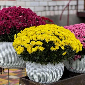 May include: Three round white woven planters containing dense clusters of blooming chrysanthemums in deep burgundy, bright yellow, and soft pink. The plants are full and rounded, displaying numerous small petals and green foliage.