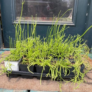 May include: Several bright green pencil cactus plants in small black and white square pots, arranged in a black tray. The plants have thin, upright stems and are set on a brown mat in front of a dark green door.