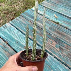 May include: A small potted succulent plant with three upright stems. The stems are green with white vertical stripes. The pot is brown and held by a hand. The background is a weathered blue wooden deck and green grass.
