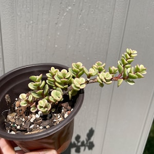Planta variegada de jade anão | Portulacaria afra Variegata - Elefante Bush