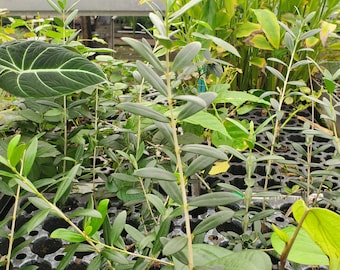 May include: A close-up of several young olive tree saplings with long, slender stems and small, green leaves. The saplings are in a greenhouse setting, surrounded by other plants and foliage.