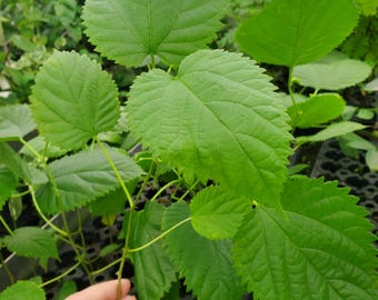 May include: Close-up of a green plant with large, textured leaves. The leaves have a serrated edge and prominent veins. The plant is held in a person's hand, showing the root system. Other plants are visible in the background.