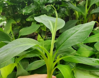 May include: A close-up of a small, green banana plant with large, broad leaves. The plant is held in a hand, with the roots visible. The background is filled with other green plants, creating a lush, natural environment.