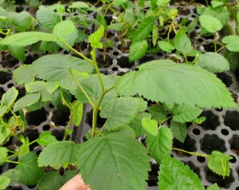 May include: Close-up of a small green plant with large, textured leaves. The plant is held in a hand, showing the roots. Other similar plants are in a black tray, suggesting a nursery or garden setting.