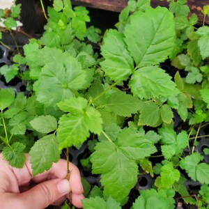 May include: Close-up of vibrant green plant seedlings with large, textured leaves. The seedlings are in a black tray, with a hand holding one of the plants. The leaves have a serrated edge.