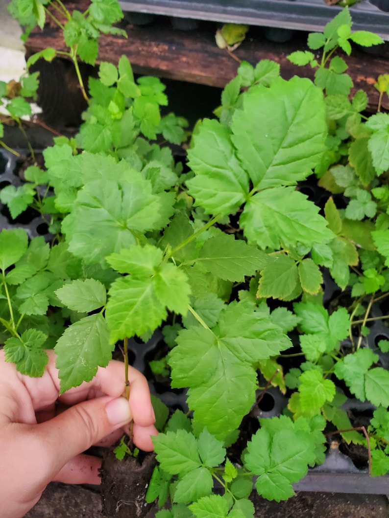May include: Close-up of vibrant green plant seedlings with large, textured leaves. The seedlings are in a black tray, with a hand holding one of the plants. The leaves have a serrated edge.