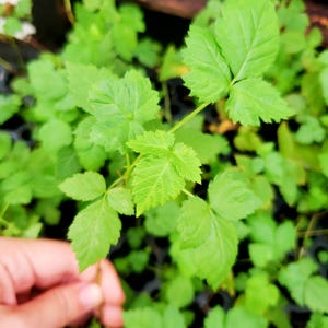 May include: Close-up of vibrant green plant seedlings with serrated leaves. The image shows a cluster of young plants, with one being held by a hand. The leaves are a bright, healthy green, suggesting vigorous growth. The plants are in a dark tray.