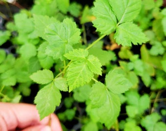 May include: Close-up of vibrant green plant seedlings with serrated leaves. The image shows a cluster of young plants, with one being held by a hand. The leaves are a bright, healthy green, suggesting vigorous growth. The plants are in a dark tray.