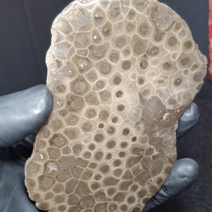 May include: A fossilized coral specimen with a honeycomb-like pattern. The stone is a light brown colour with darker brown circular patterns. The fossil is held in a gloved hand.