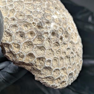 Excellently preserved Petoskey stone coral fossil - Hexagonaria percarinata - 3" x 4" - 1pound 8.9 Oz Michigan State Rock
