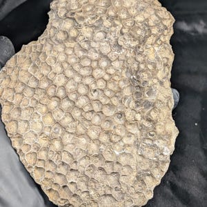 Excellently preserved Petoskey stone coral fossil - Hexagonaria percarinata - 5" x 6" - 2pound 5.3 Oz Michigan State Rock