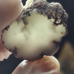 May include: A close-up of a light-colored, irregularly shaped rock with a rough, textured surface. The rock has areas of off-white and brown, with a cloudy appearance. The rock is being held by a person.
