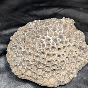 Excellently preserved Petoskey stone coral fossil - Hexagonaria percarinata - 3" x 5" - 2 pound .9 Oz Michigan State Rock