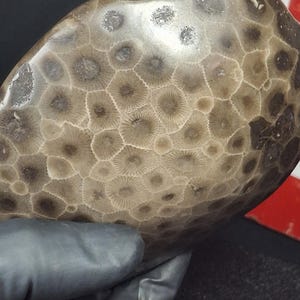 Pietra di Petoskey splendidamente levigata, autentica roccia dello Stato del Michigan, corallo fossilizzato Hexagonari percarinata