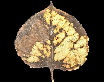 Harvest Moon - Handmade Altered Pressed Aspen Leaves: Botanical Art Supply