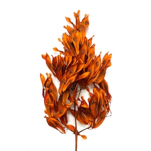 Groupe de gousses d&#39;oranger teintes à la main : décoration d&#39;automne, fournitures d&#39;artisanat