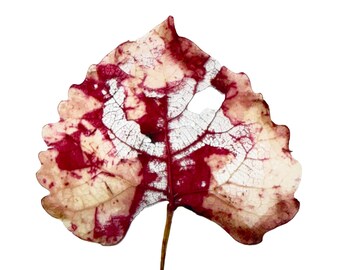 Handmade Weathered Cranberry Cottonwood Leaf Skeletons: Rustic Botanical Art Supply