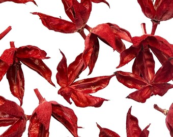 Handmade Bright Red Rose of Sharon Seed Pods: Hibiscus, Craft Supplies