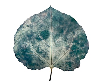Handmade Slate Blue with Pink and Green Accents Pressed Aspen Leaves: Botanical Art Supply