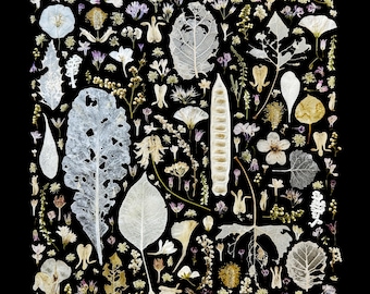 Mixed Set of Pressed, Dried Flowers: Botanical Art Supplies