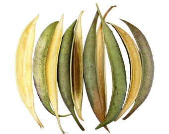 Trumpet Vine Seed Pods: Natural Craft & Art Supply