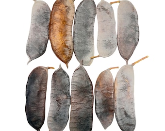 Kentucky Coffee Tree Seed Pods: Natural Crafting Supply