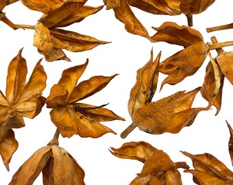 Handmade Rust Orange Rose of Sharon Seed Pods: Hibiscus, Craft Supplies
